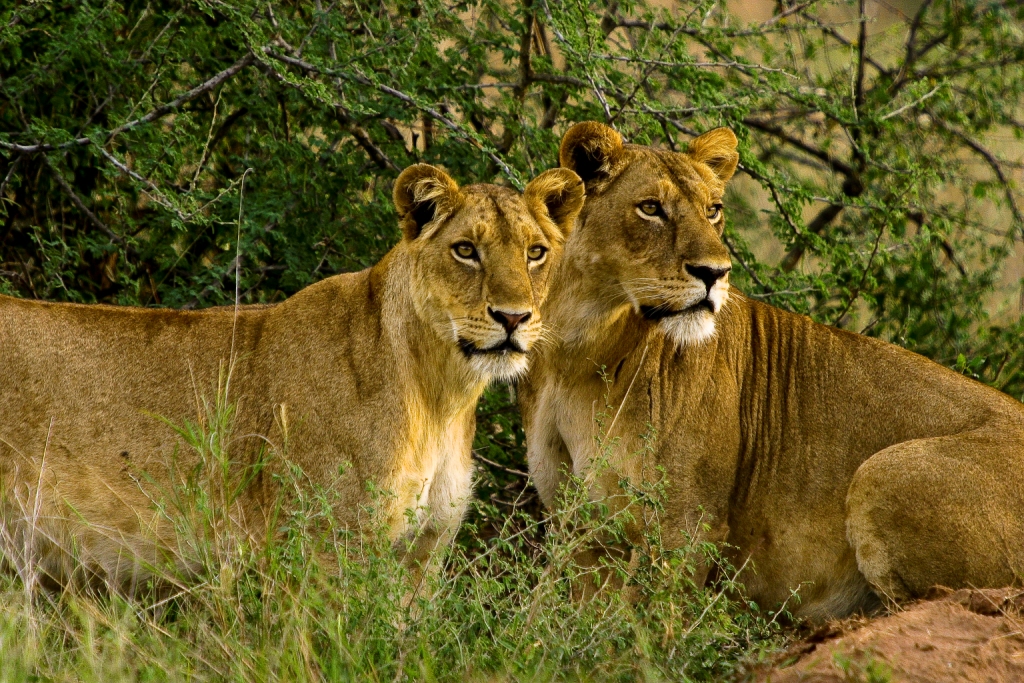 12-Day Uganda Gorillas, Chimpanzees & Wildlife Safari